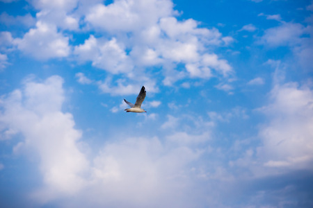 seagull flies against the blue sky with white cloudsの写真素材