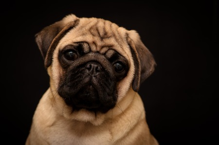 Closeup Portrait of Attentively Pug Dog Curious Looking up in front of the Black Isolated Backgroundの写真素材