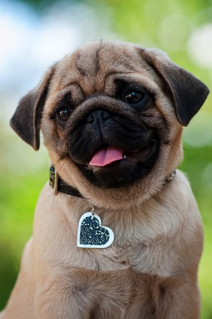 Portrait of a young pug in the park. Close up.の写真素材