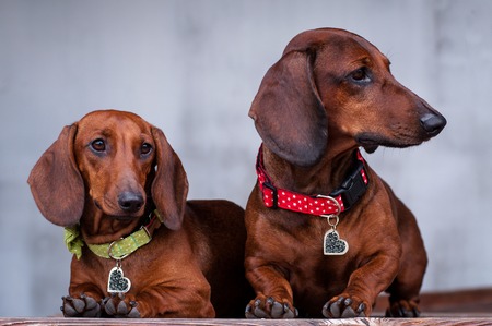 two purebred dogs, a German smooth-haired Dachshund on a light backgroundの写真素材