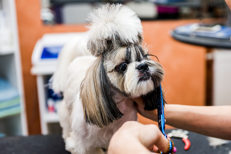 shih tzu dogs in professional hairdresser hairstyleの写真素材