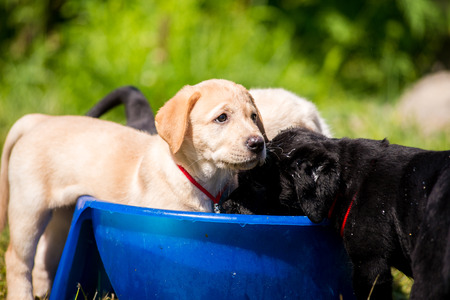 Puppies Labrador swimming in a bowl of water. Adorable Cute Young Puppies Outside in the Yard Taking a Bathの写真素材