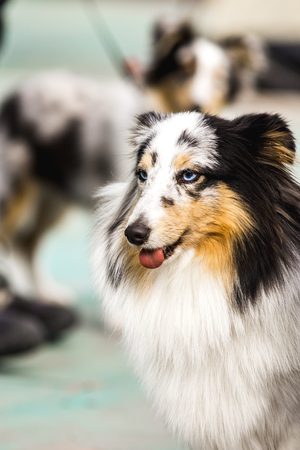 Blue Merle Shetland Sheepdog on a walkの写真素材