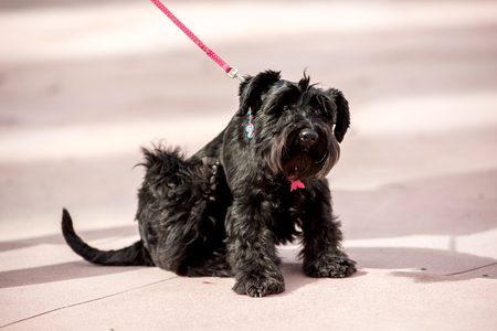 Giant Schnauzer Puppy Scratching fleas in the park, walkingの写真素材