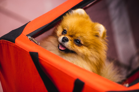 Cute dog Dog sitting in woman bagの写真素材