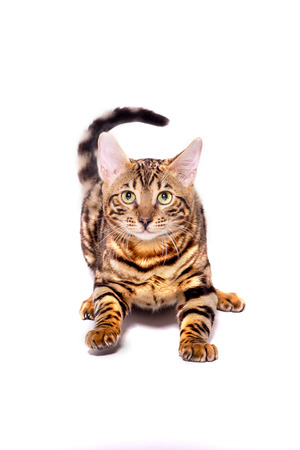 Bengal kitten, 5 months old, sneaking up, in front of white background. isolateの写真素材