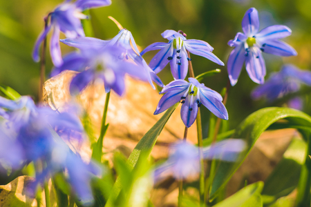 Scilla Siberian Blue spring flower. First spring wild flowers. Spring