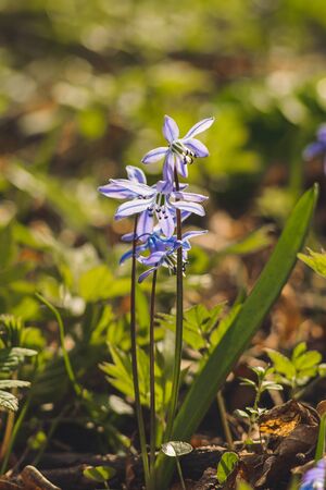 Scilla Siberian Blue spring flower. First spring wild flowers. Springの写真素材