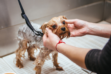 washing yorkshire terrier in front of haircut professional hairdresser. dog wash before shearingの写真素材