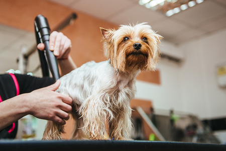 Hairdryer styling. Yorkshire terrier stands on the table while being processed by hairdrying machine.の写真素材