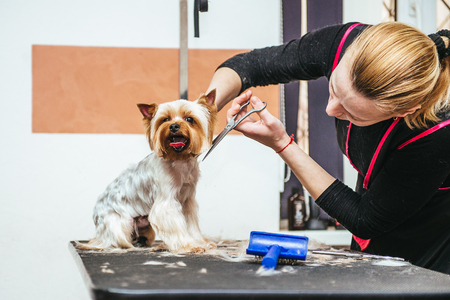 Grooming Yorkshire Terrier professional hairdresser. Hairdresser mows Yorkshire Terrier fur on the ear with a trimmerの写真素材