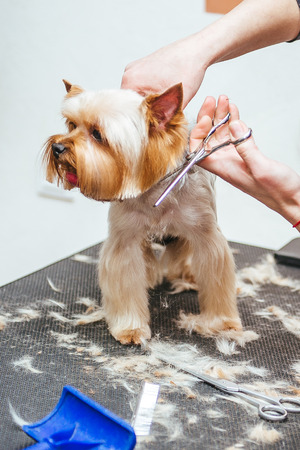 Grooming Yorkshire Terrier professional hairdresser. Hairdresser mows Yorkshire Terrier fur on the ear with a trimmerの写真素材