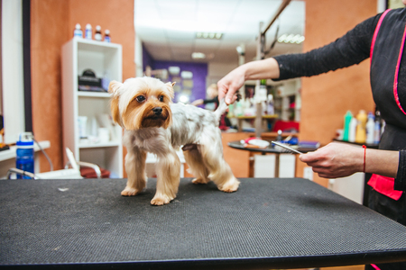 Grooming Yorkshire Terrier professional hairdresser. Hairdresser mows Yorkshire Terrier fur on the ear with a trimmerの写真素材