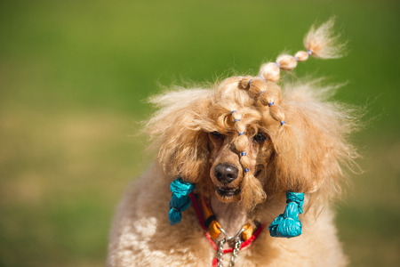 Poodle at the exhibition, training. Poodle on a walk, autumnの写真素材