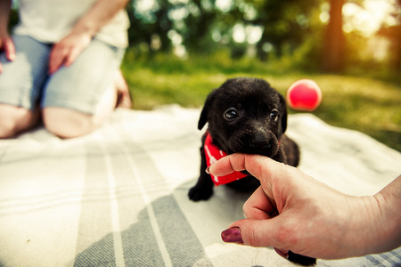 labrador puppy bites a human finge. A puppy dog nibbles on the hand of it's ownerの写真素材