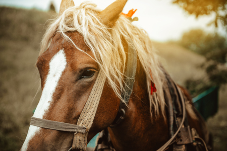 sad eyes of a horse in harness. horse eye close upの写真素材