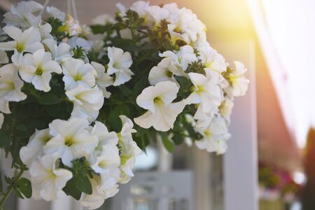 Baskets of hanging petunia flowers on balcony. Petunia flower in ornamental plant.の写真素材