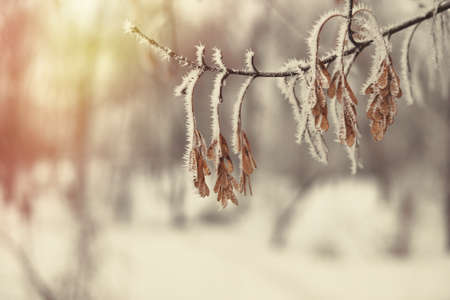 Winter forest pine tree snowflakes falling. Maple branches covered with frost and snow. Blurred winter background with copy space area. Background with snow covered branches.の写真素材