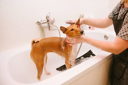 Washing the dog in the front of the haircut professional hairdresser. Dog wash before shearingの写真素材