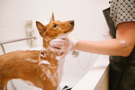 Washing the dog in the front of the haircut professional hairdresser. Dog wash before shearingの写真素材