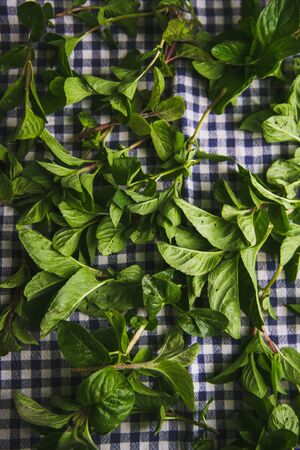 Freshly harvested mint leaves. Useful herbs to dry, billetの写真素材