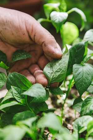 Plant disease and Aphids on young plants, pepper seedlingsの写真素材