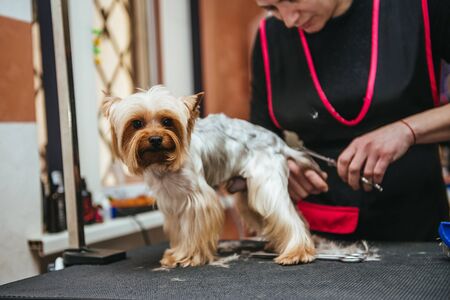 Hairdresser mows Yorkshire Terrier fur on the ear with a trimmerの写真素材