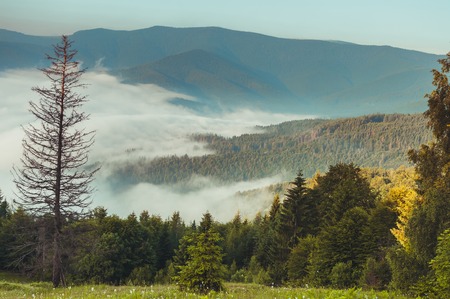 Forest hills of the Carpathian mountains, utensils fog. Landscape of mountainsの写真素材