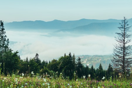 Forest hills of the Carpathian mountains, utensils fog. Landscape of mountainsの写真素材