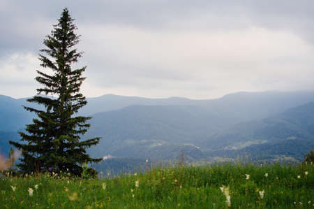 Evening in the mountains of the Carpathians, Ukraineの写真素材