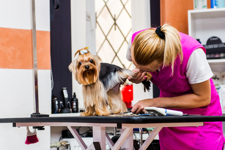 Hairdresser mows Yorkshire Terrier fur on the ear with a trimmerの写真素材