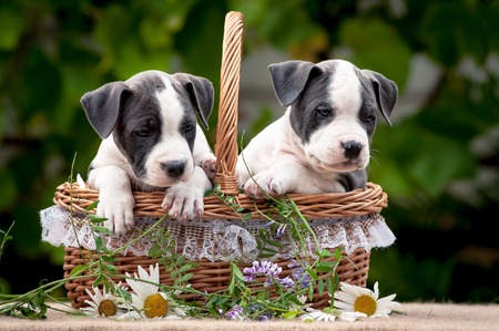 Amstaff puppies in a basket. Puppies, wicker basketの写真素材