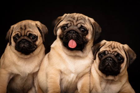 Three puppies of pug. Isolated on a black backgroundの写真素材