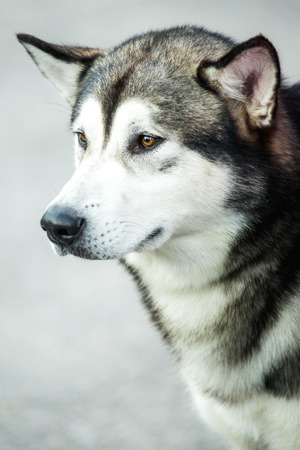 Outdoors portrait of a female Alaskan Malamute dog, sitting on green lawn, looking away.の写真素材