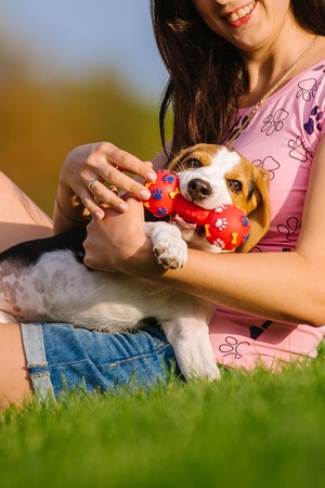 Beautiful dog puppy beagle playing with rubber toy on grassの写真素材