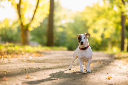 Jack Russel terrier walking in the park in autumnの写真素材