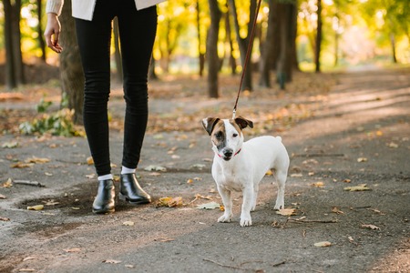 Beautiful Woman goes with a dog walking in the autumn - jack russell terrierの写真素材