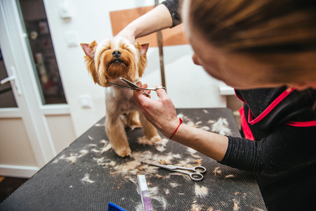 Grooming Yorkshire Terrier professional hairdresser. Hairdresser mows Yorkshire Terrier fur on the ear with a trimmerの写真素材