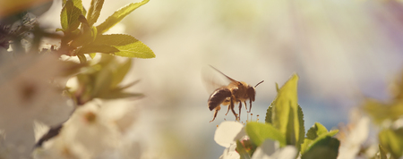 Beautiful nature background with blooming cherries and a bee.の写真素材