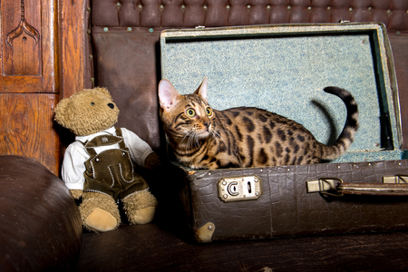 Cat in a Suitcase - Cat Laying Inside Travel Luggage - Bengal Catの写真素材
