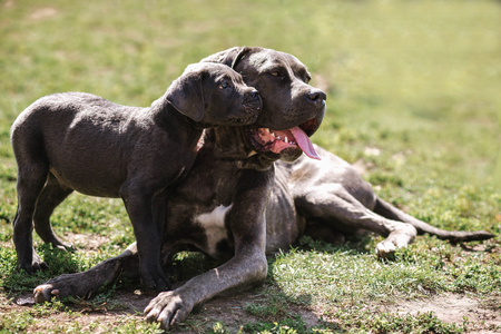 Dog adult and puppy Cane Corso lying on the grassの写真素材