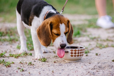 Beagle dog drinks water from a ceramic bowl in the street on a hot dayの写真素材