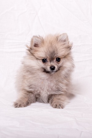 pomeranian puppy the age of 2 month isolated on whiteの写真素材