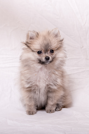 pomeranian puppy the age of 2 month isolated on whiteの写真素材