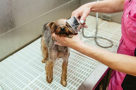dog wash before shearingの写真素材