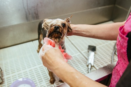dog wash before shearing