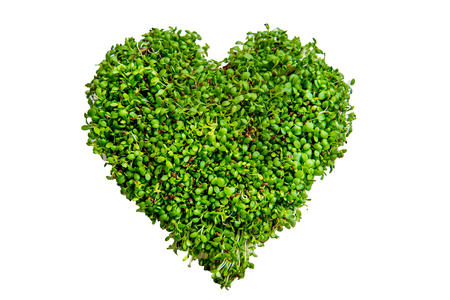 Micro greens arranged in a heart shape on a white background. Clover seedling, microgreen. Nature and healthy nutrition, diet, eco concept.の写真素材
