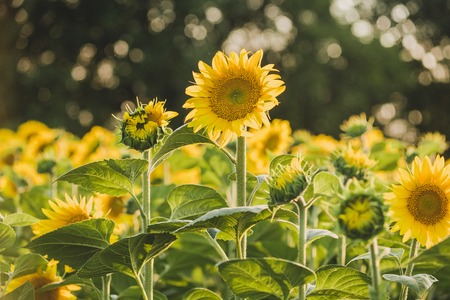 Sunflowers bloom in a field in summer