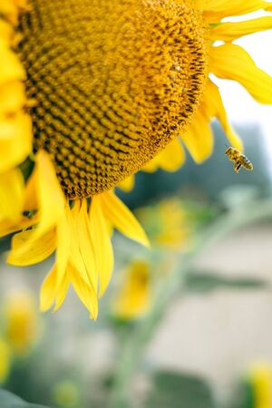 Sun flower and bee. the nature on the earth
