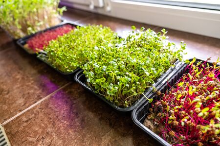 Growing micro greens standing on window sill, healthy nutrition concept, organic foodの写真素材